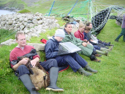 St Kilda, Scotland: The sheepies 2005